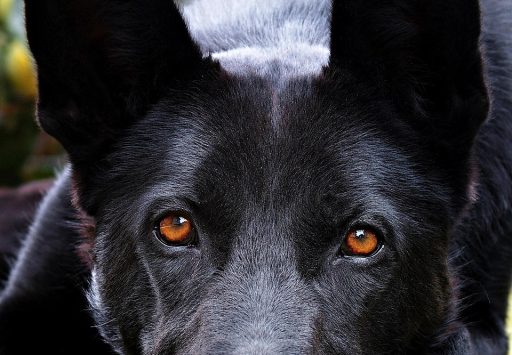 black, german shepherd, eyes, ears, cute, dog